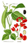 Fasola