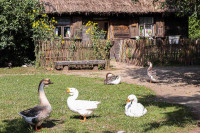 powiększ zdjęcie